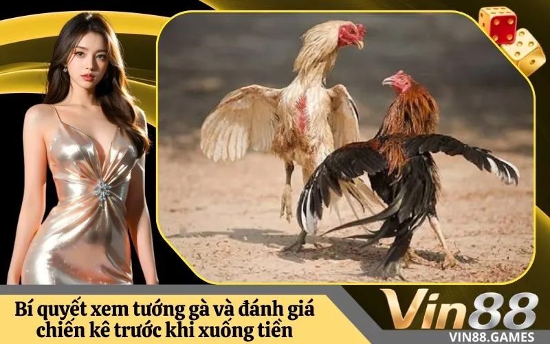 Bí quyết xem tướng gà và đánh giá chiến kê trước khi xuống tiền