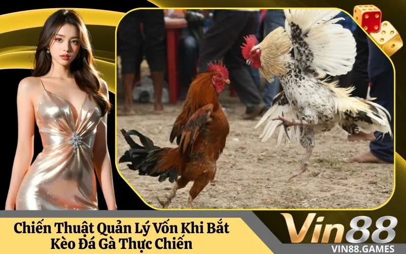 Chiến Thuật Quản Lý Vốn Khi Bắt Kèo Đá Gà Thực Chiến