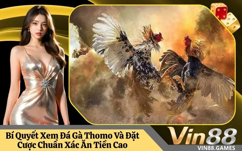 Đá Gà Thomo