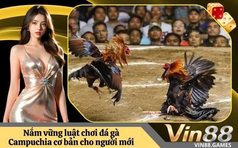 Nắm vững luật chơi đá gà Campuchia cơ bản cho người mới