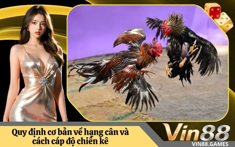 Quy định cơ bản về hạng cân và cách cáp độ chiến kê