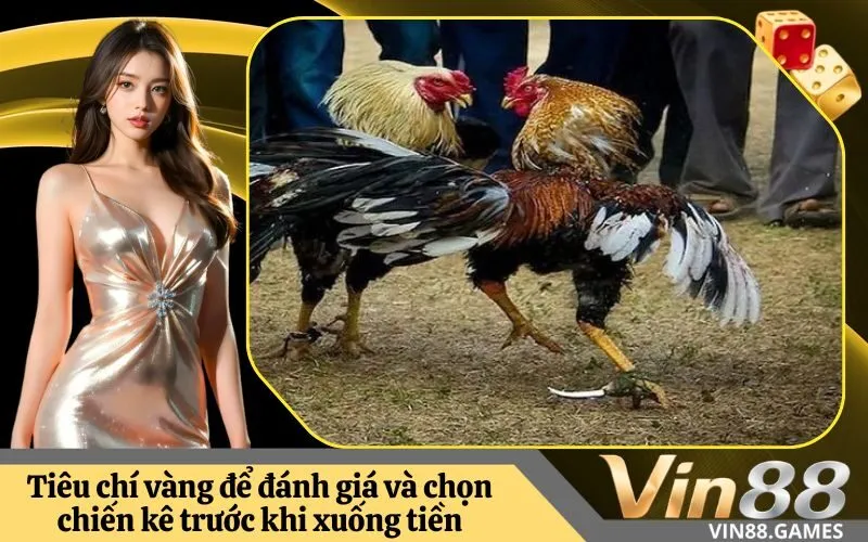 Tiêu chí vàng để đánh giá và chọn chiến kê trước khi xuống tiền