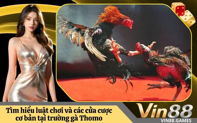 Tìm hiểu luật chơi và các cửa cược cơ bản tại trường gà Thomo
