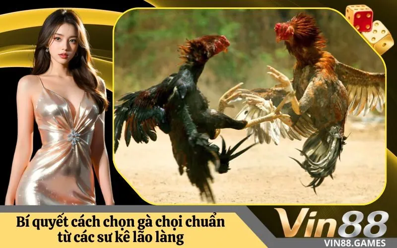 Bí quyết cách chọn gà chọi chuẩn từ các sư kê lão làng