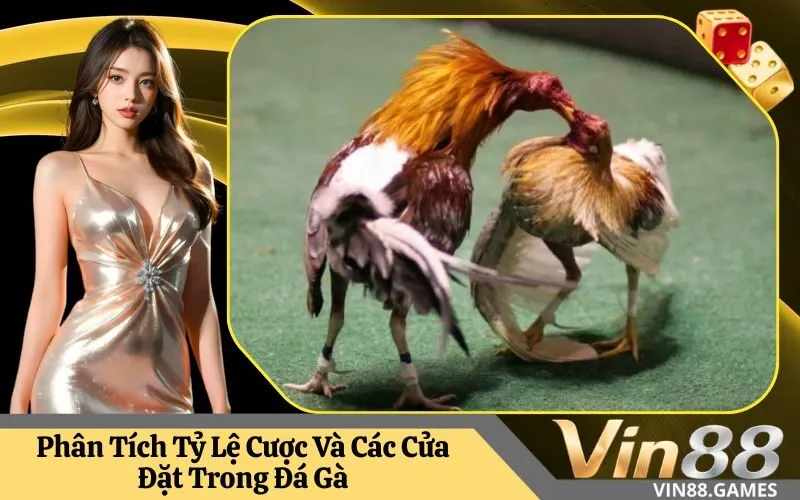 Phân Tích Tỷ Lệ Cược Và Các Cửa Đặt Trong Đá Gà